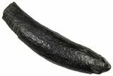 Fossil Pygmy Sperm Whale (Kogiopsis) Tooth - South Carolina #374149-1